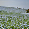 ネモフィラ・コキア　セレクト写真集2011/2012(3)