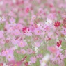 10月艶やか