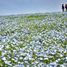 ネモフィラ・コキア　セレクト写真集2011/2012(6)