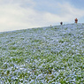 ネモフィラ・コキア　セレクト写真集2011/2012(8)
