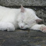 ねこにゃん１