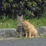 ニャー兄弟２
