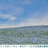 ネモフィラ・コキア　セレクト写真集2011/2012(12)