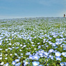 ネモフィラ・コキア　セレクト写真集2011/2012(16)