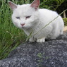 ねこにゃん２