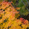 平岡公園 紅葉