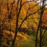 平岡公園 紅葉