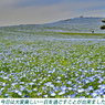 ネモフィラ・コキア　セレクト写真集2011/2012(18)