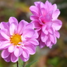 秋の花4(ダリア)