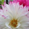美しい花弁