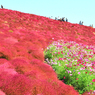ネモフィラ・コキア　セレクト写真集2011/2012(23)