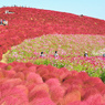 ネモフィラ・コキア　セレクト写真集2011/2012(24)