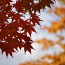 中島公園 紅葉