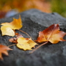 中島公園 紅葉