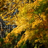 中島公園 紅葉