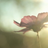 Cosmos