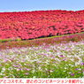 ネモフィラ・コキア　セレクト写真集2011/2012(31)