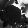 RIMG0589
