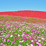 ネモフィラ・コキア　セレクト写真集2011/2012(32)