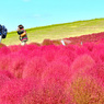 ネモフィラ・コキア　セレクト写真集2011/2012(34)
