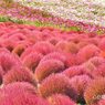 ネモフィラ・コキア　セレクト写真集2011/2012(35)