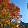 鎌倉アルプス紅葉狩り2014(6)