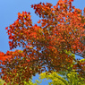 鎌倉アルプス紅葉狩り2014(10)
