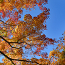 鎌倉アルプス紅葉狩り2014(14)