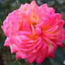 やっと開花