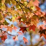 11月時間