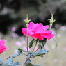薔薇