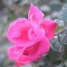 薔薇