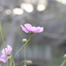 秋桜