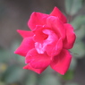 薔薇