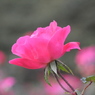 薔薇