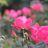 薔薇