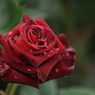 薔薇　- 紅 -