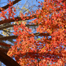 鎌倉アルプス紅葉狩り2014(43)