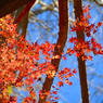 鎌倉アルプス紅葉狩り2014(45)