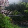 花散らしの雨