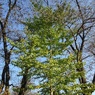 長峰公園のイチョウ（11月1日）