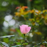 薔薇
