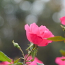 薔薇