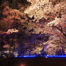 国営武蔵丘陵森林公園のイルミその９
