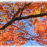 鎌倉アルプス紅葉狩り2014(47)