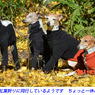 鎌倉アルプス紅葉狩り2014(50)