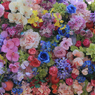 「cool」  薔薇色のカンバス  (4)