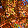 鎌倉アルプス紅葉狩り2014(51)