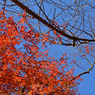 鎌倉アルプス紅葉狩り2014(53)