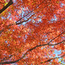 鎌倉アルプス紅葉狩り2014(57)